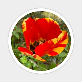 Beautiful Red and Yellow Tulip Magnet